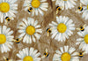 Block de individuales de papel QUEEN BEE 3